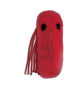 foto Tyfus (Salmonella typhi)
